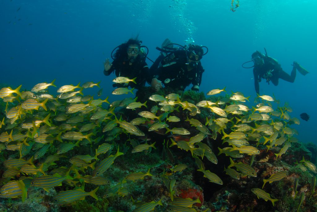 Mergulho autônomo, em Fernando de Noronha